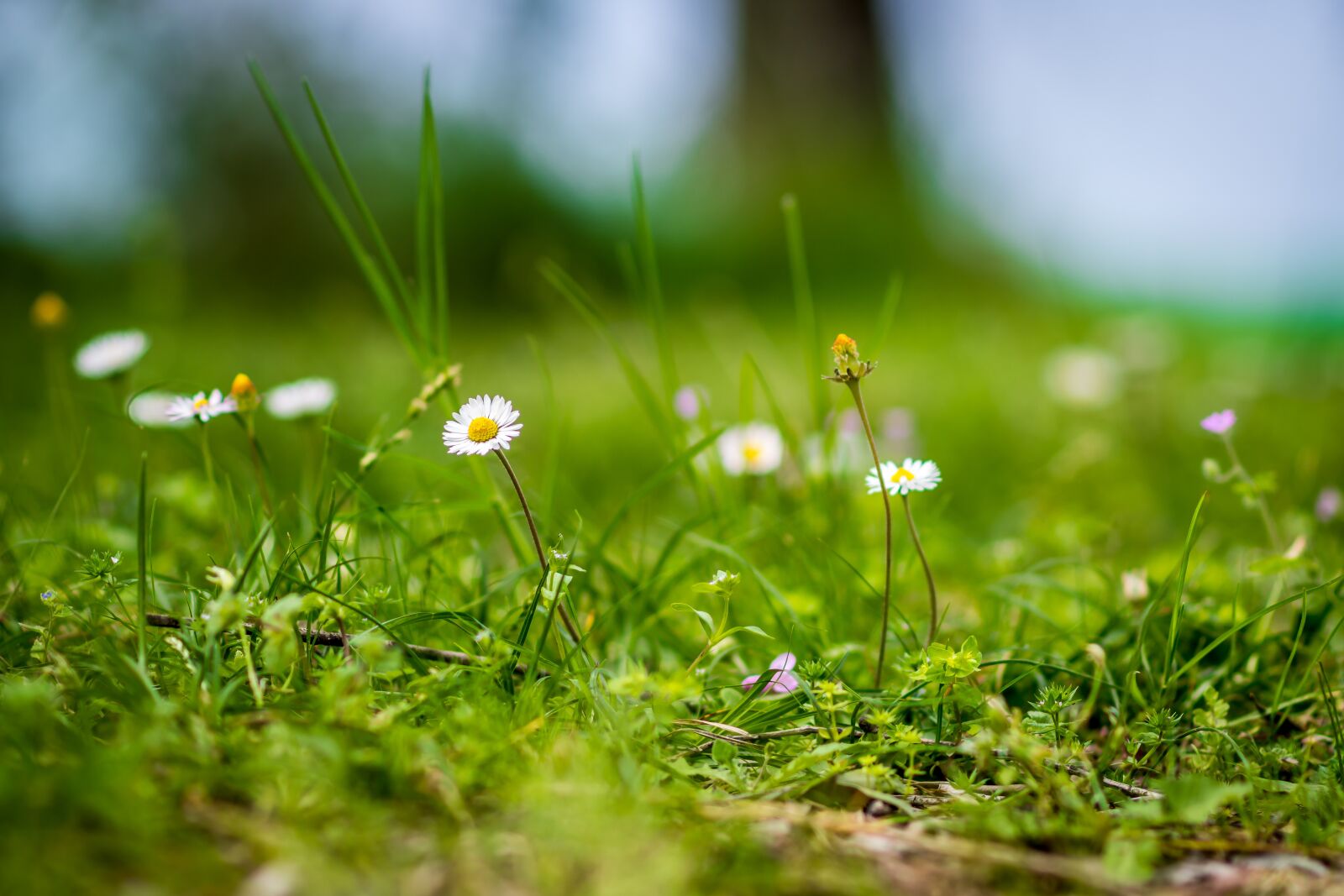 Nikon D7200 sample photo. Grass, nature, hayfield photography