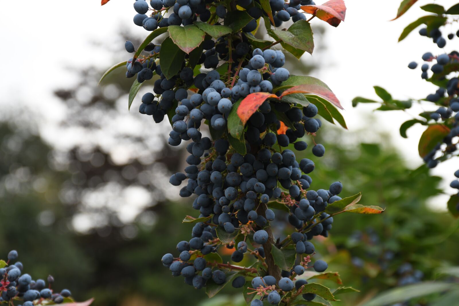 Nikon D7500 sample photo. Berry, blue, nice photography