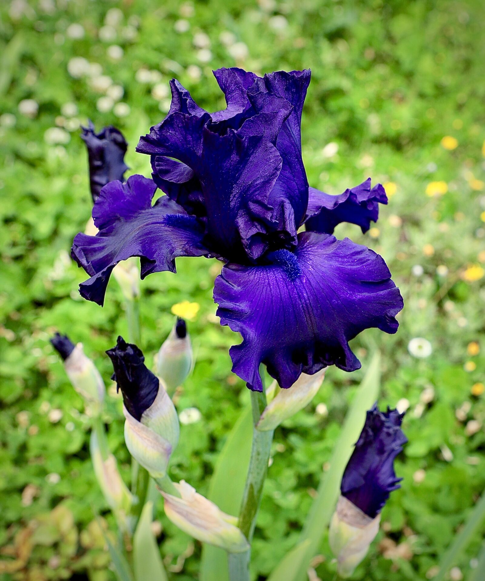 Canon EF 24-105mm F4L IS II USM sample photo. Iris, violet, flower photography