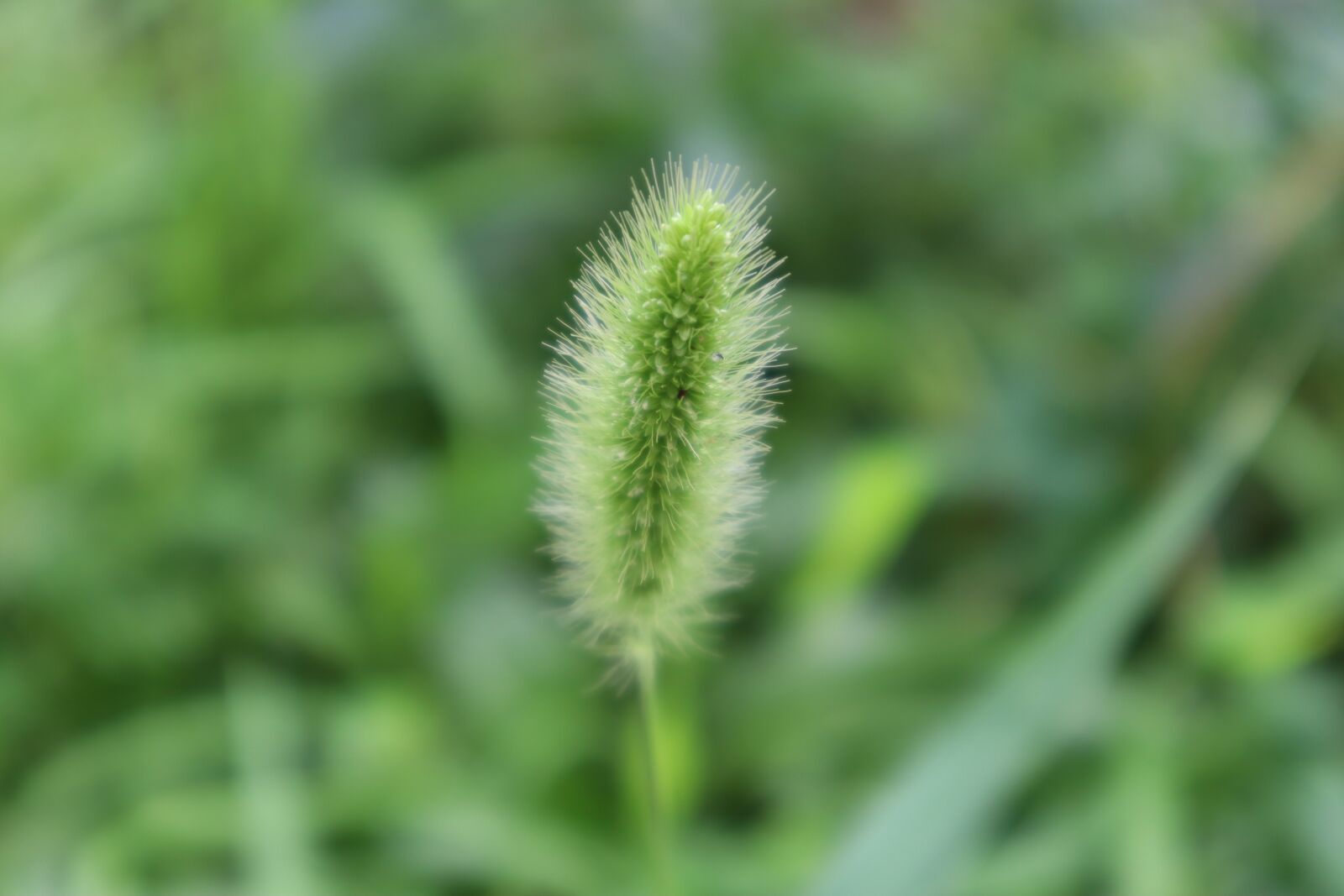 Canon EOS M50 (EOS Kiss M) sample photo. Abstract, pool, good luck photography