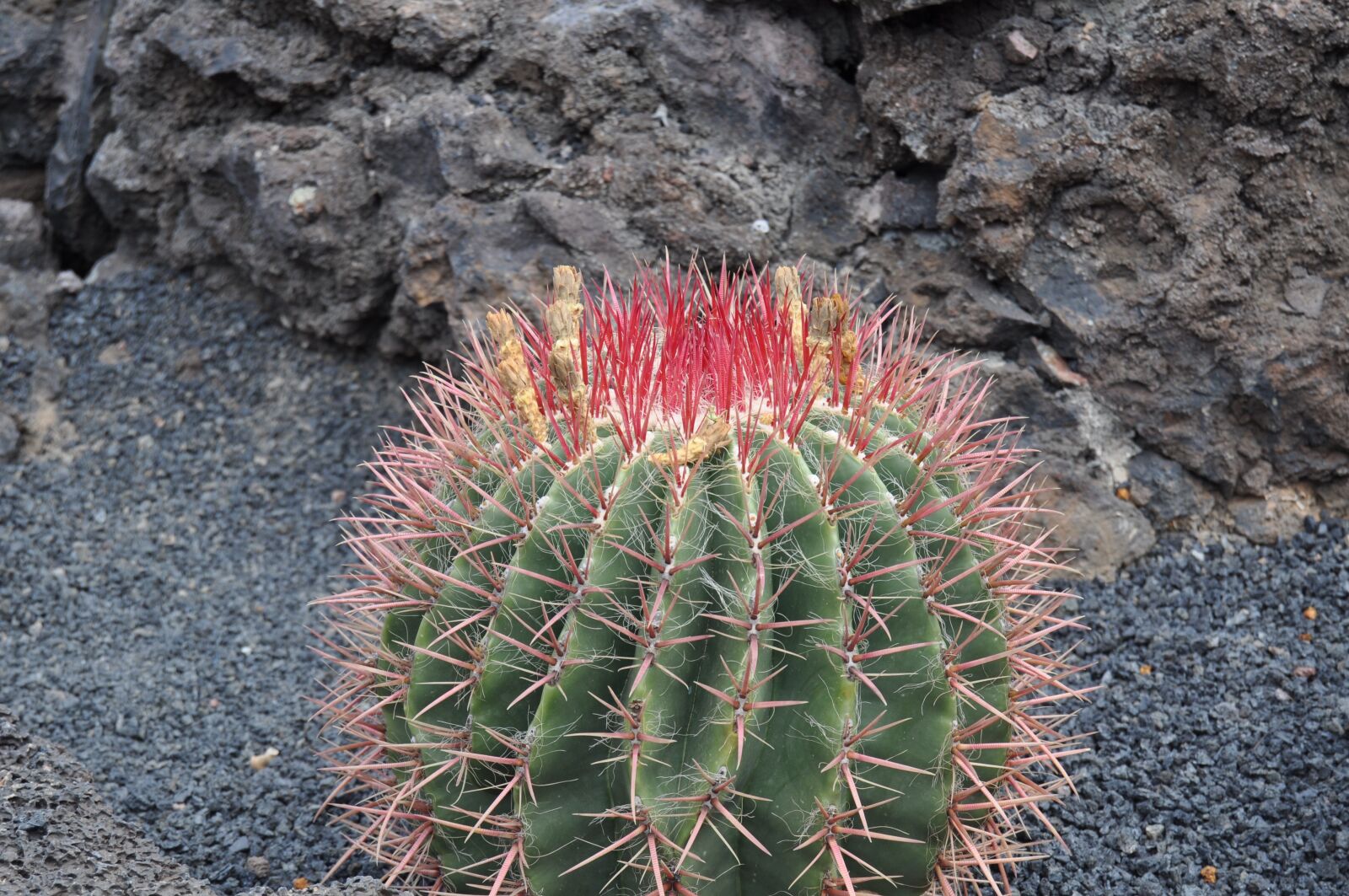 Nikon D5000 sample photo. Cactus, garden, nature photography