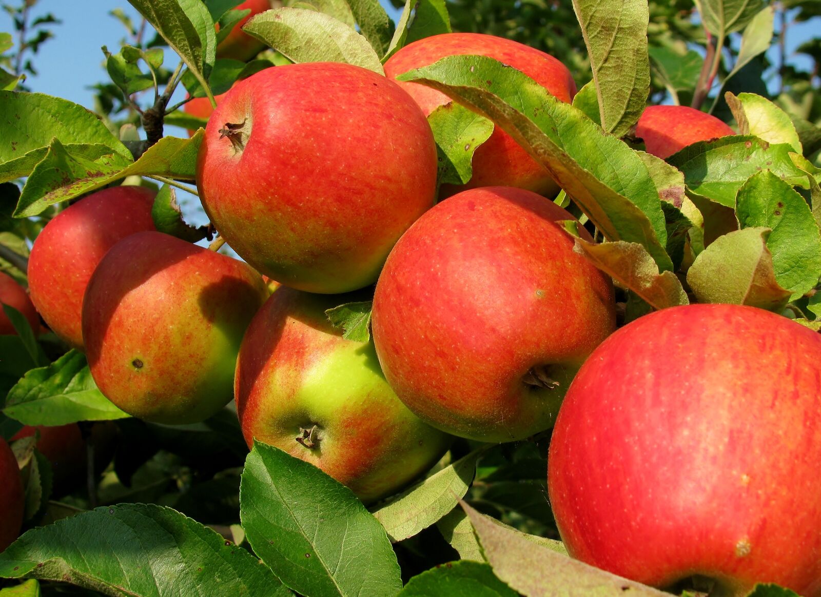 Canon PowerShot SX110 IS sample photo. Fruit, apple, ripe photography