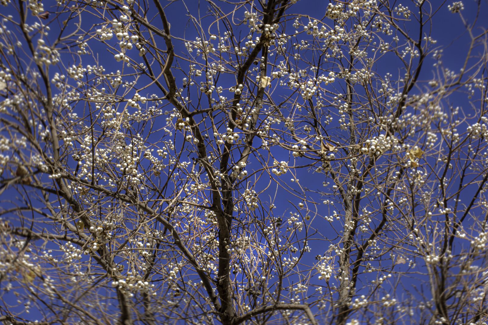 Nikon D5600 sample photo. Tree, greeting card, postcard photography