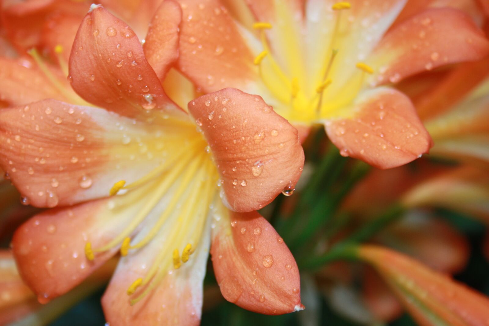 Canon EOS 1000D (EOS Digital Rebel XS / EOS Kiss F) sample photo. Flower, dew, drop photography