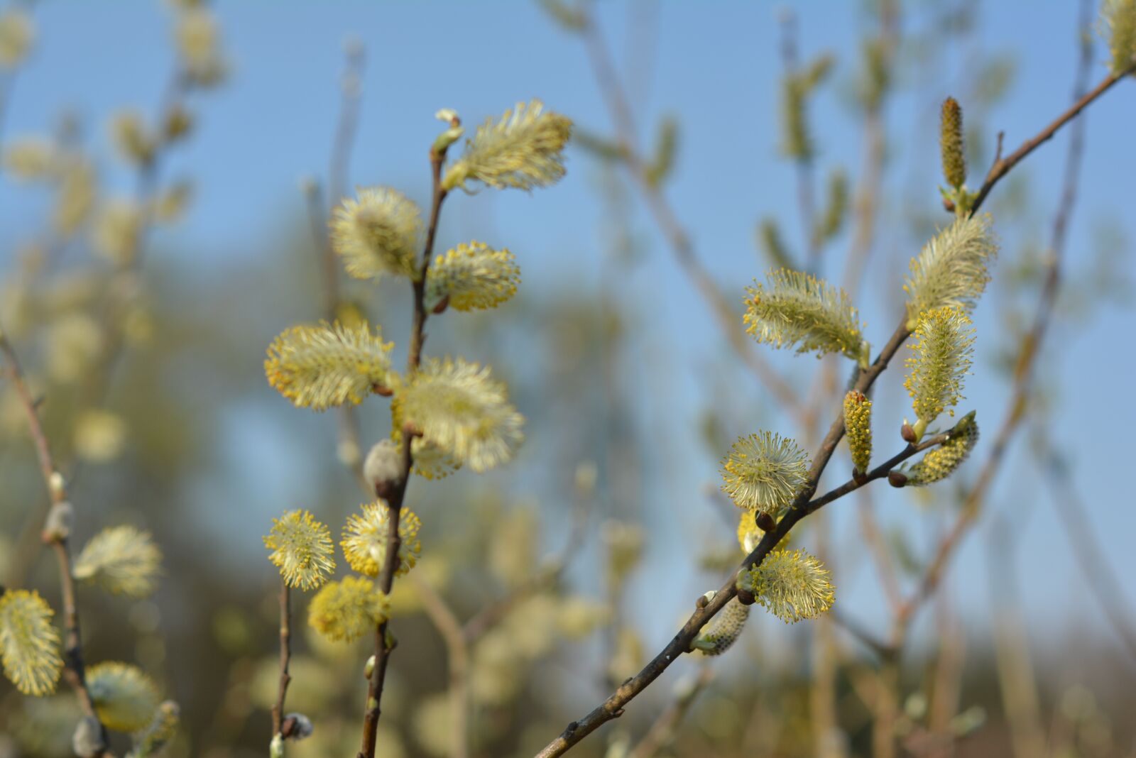 Nikon D5200 sample photo. The basis of, willow photography