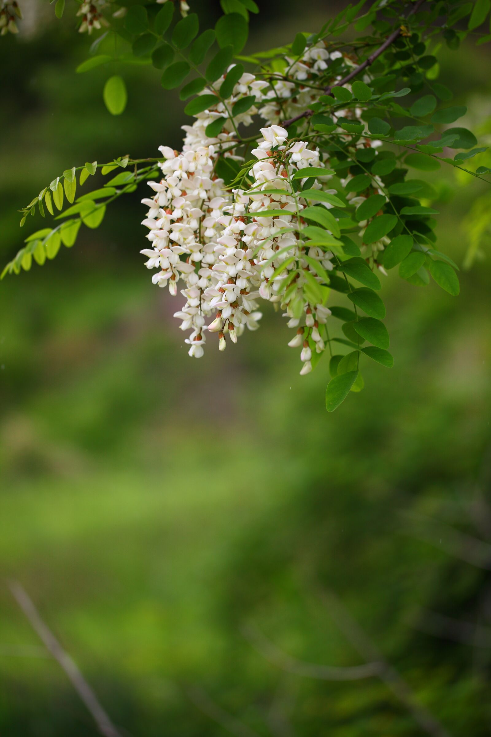 Canon EOS 5D Mark II sample photo. Nature, plants, wood photography