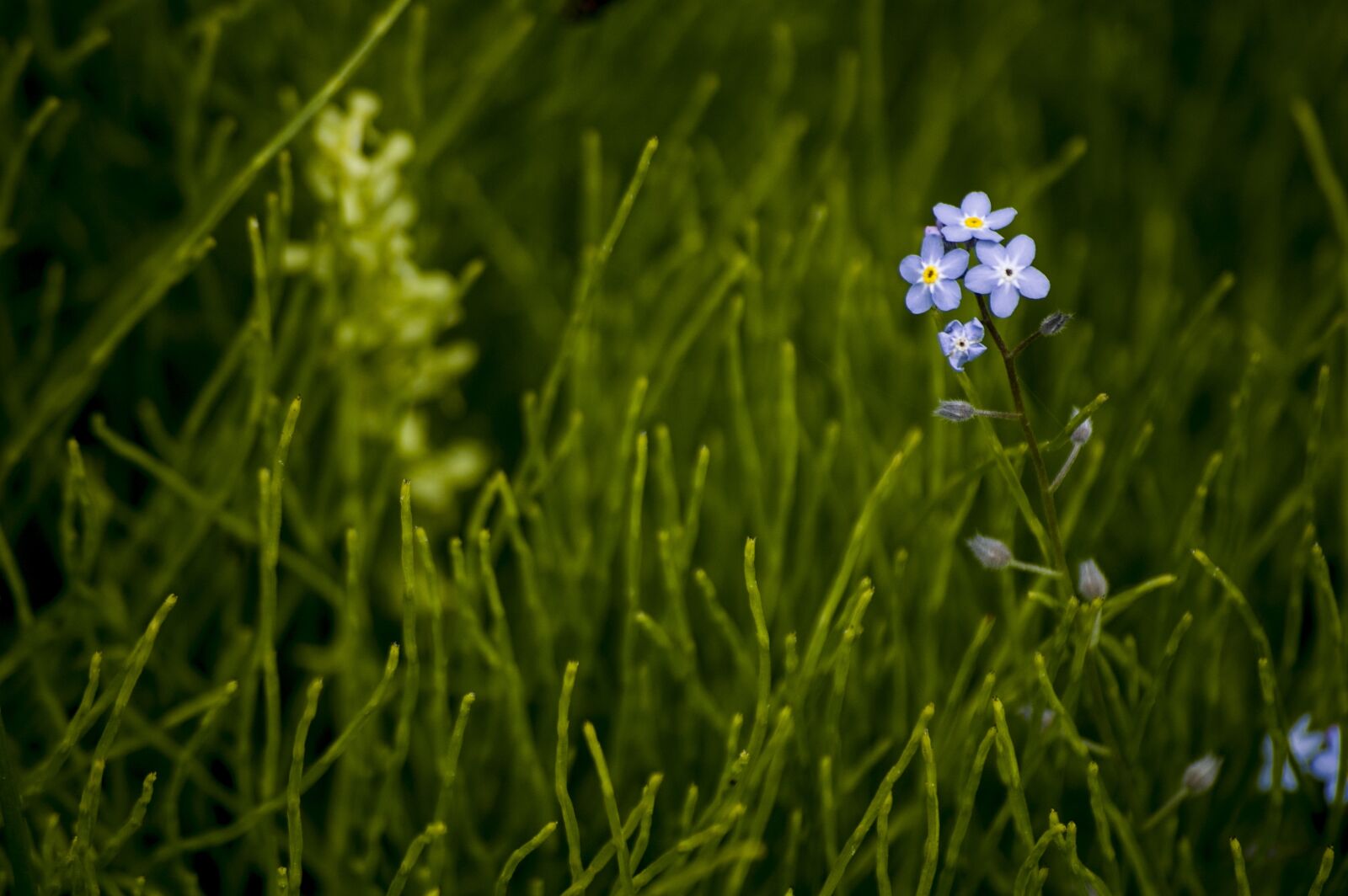 Nikon D50 sample photo. Lily, flower, wildflower photography