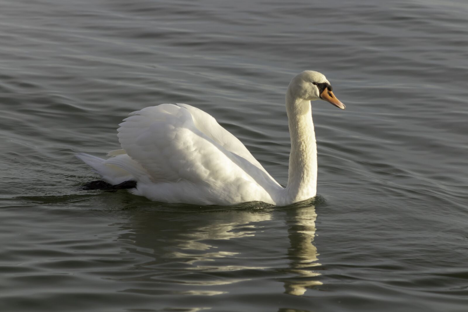 Canon EF75-300mm f/4-5.6 sample photo. Swan, cam, water bird photography