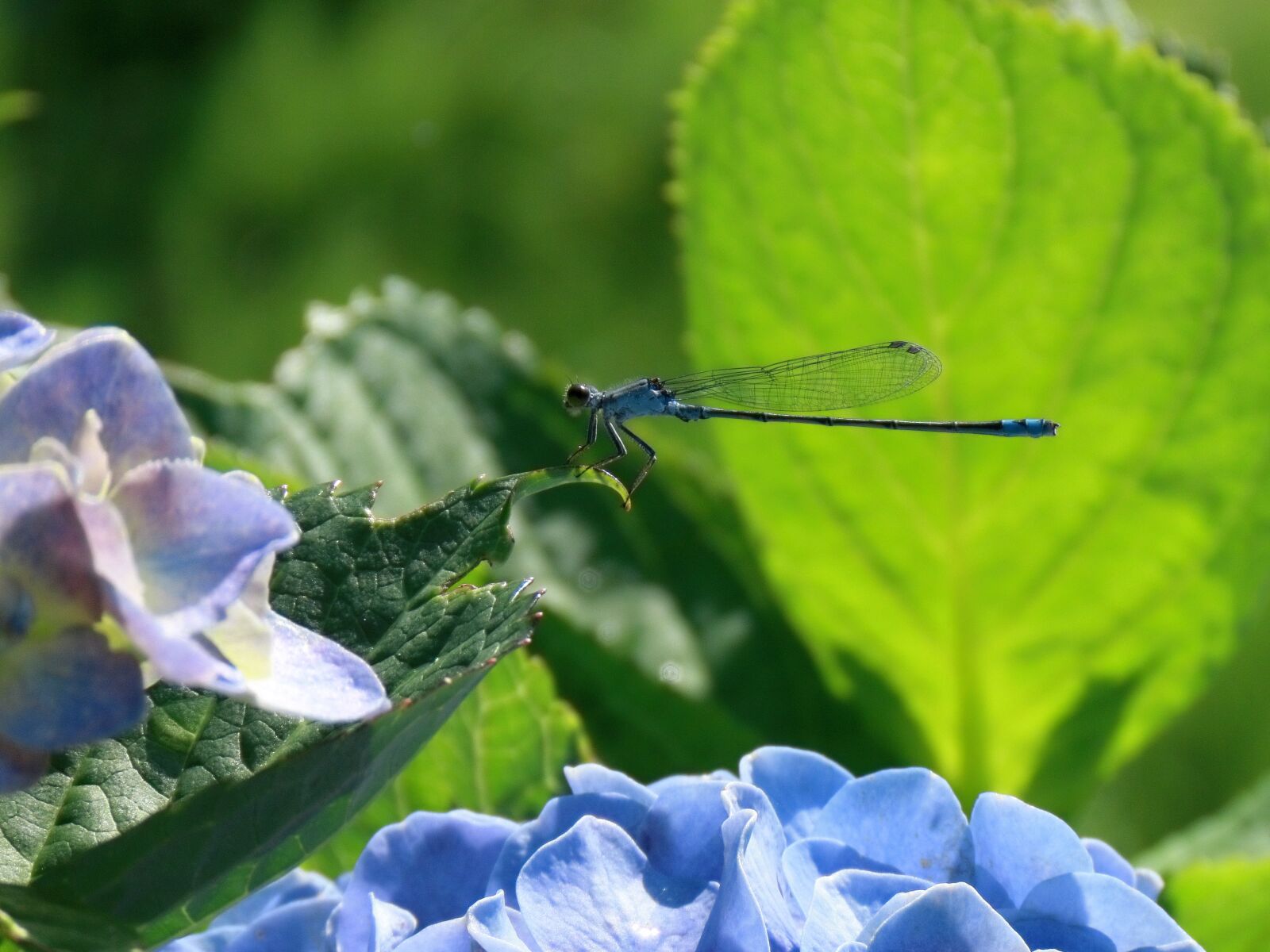 Canon PowerShot SX70 HS sample photo. Insect, dragonfly, damselflies photography