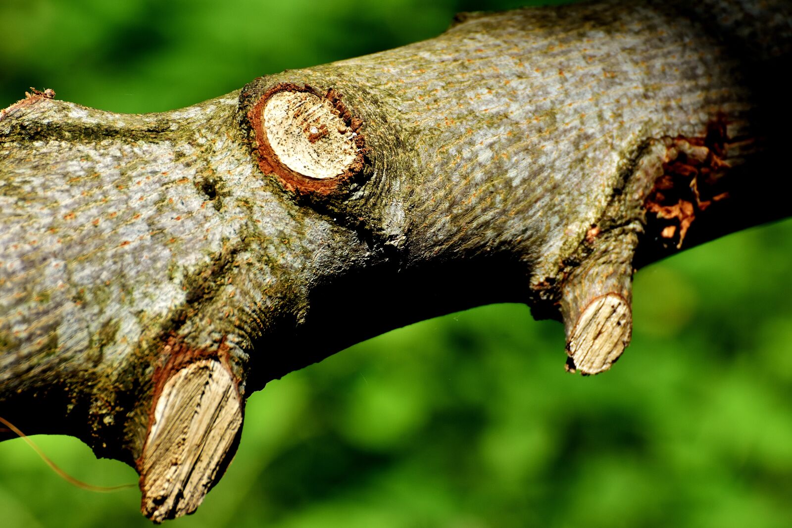 Nikon D7200 sample photo. Branch, tribe, cut photography