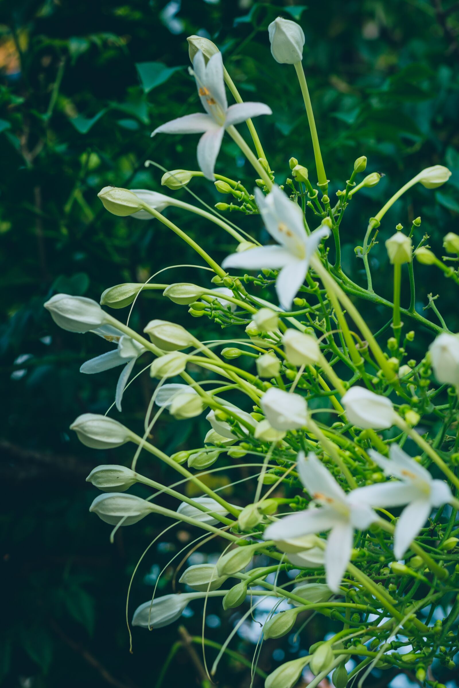 Canon EOS 700D (EOS Rebel T5i / EOS Kiss X7i) + Canon EF 50mm F1.8 STM sample photo. Flower, green, flowers photography