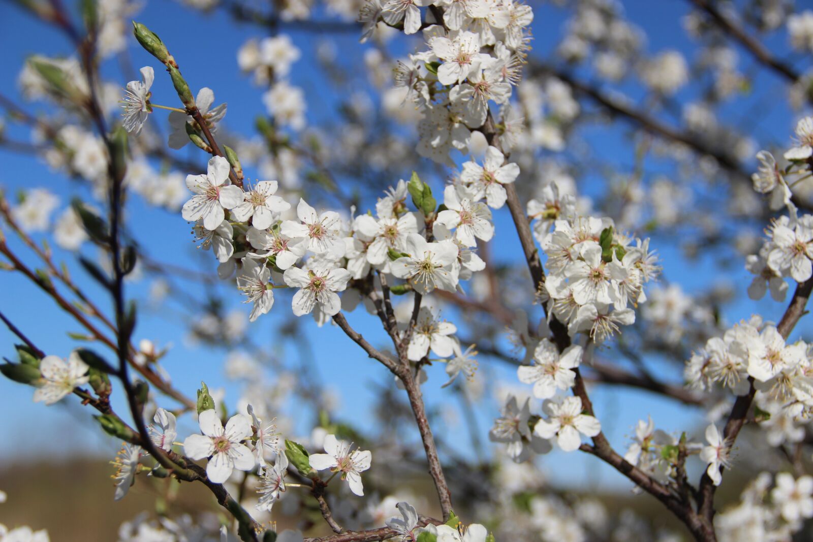 Canon EOS 600D (Rebel EOS T3i / EOS Kiss X5) sample photo. Spring, flowers, nature photography