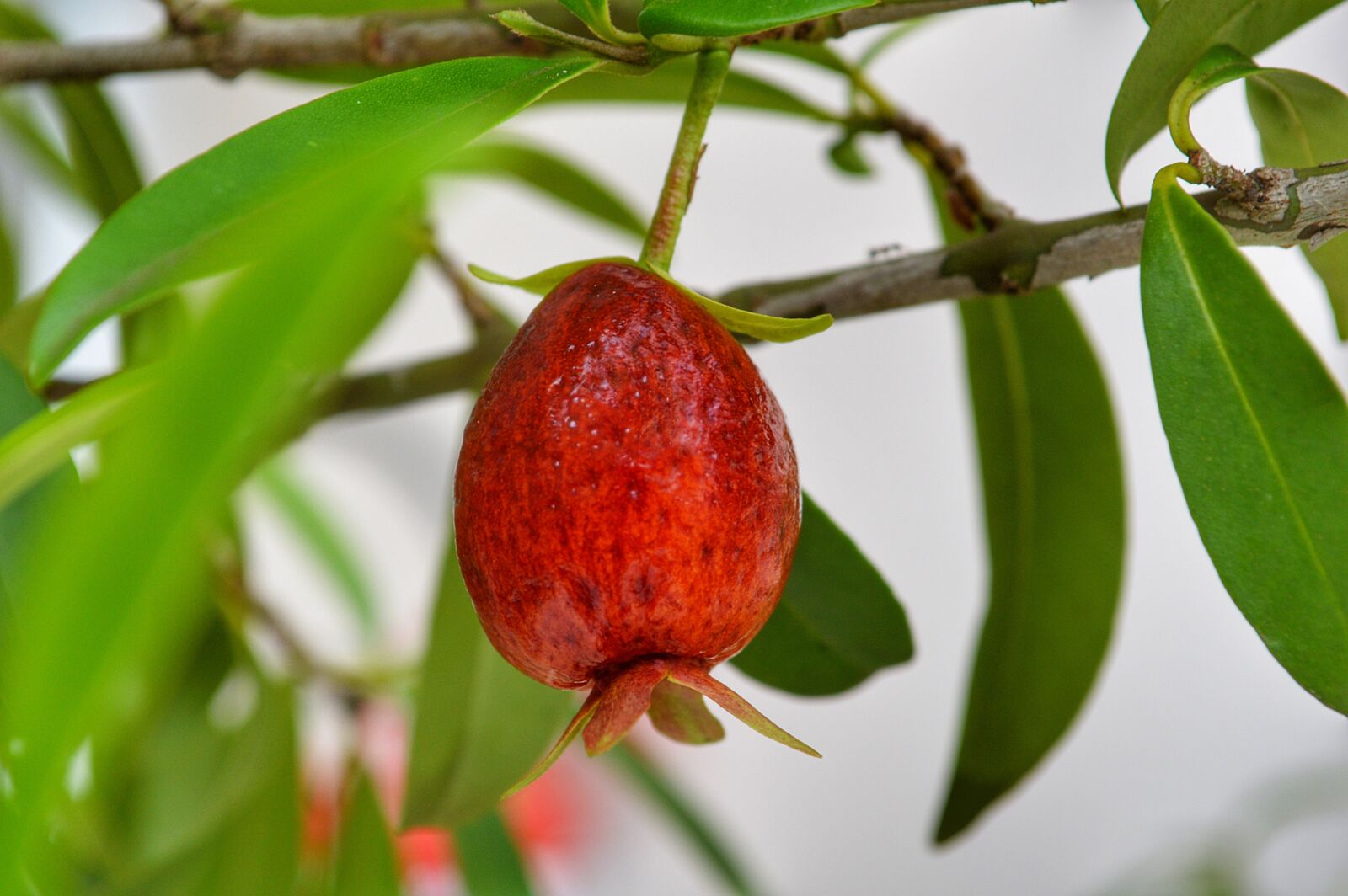 Nikon D3200 sample photo. Cherry, fruit, mature photography