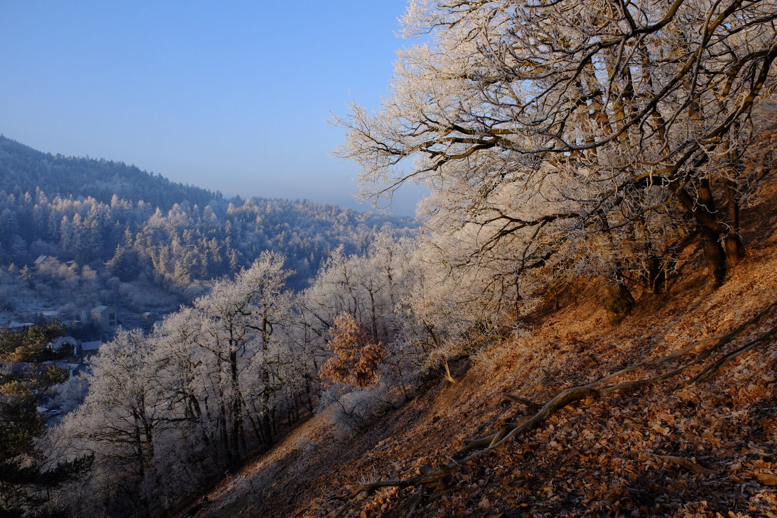 Fujifilm X30 sample photo. Early, morning, forest, frost photography