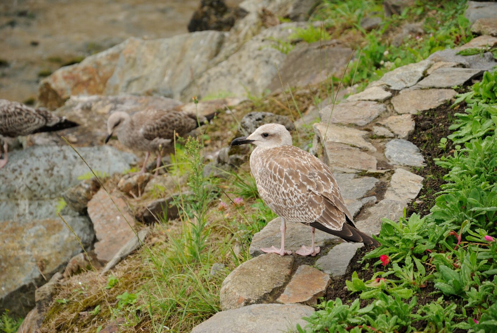 Nikon D3000 sample photo. Ave, seagull, beach photography