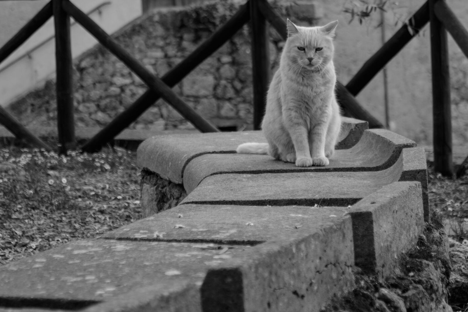 Canon EOS 7D Mark II sample photo. Cat, feline, looking photography