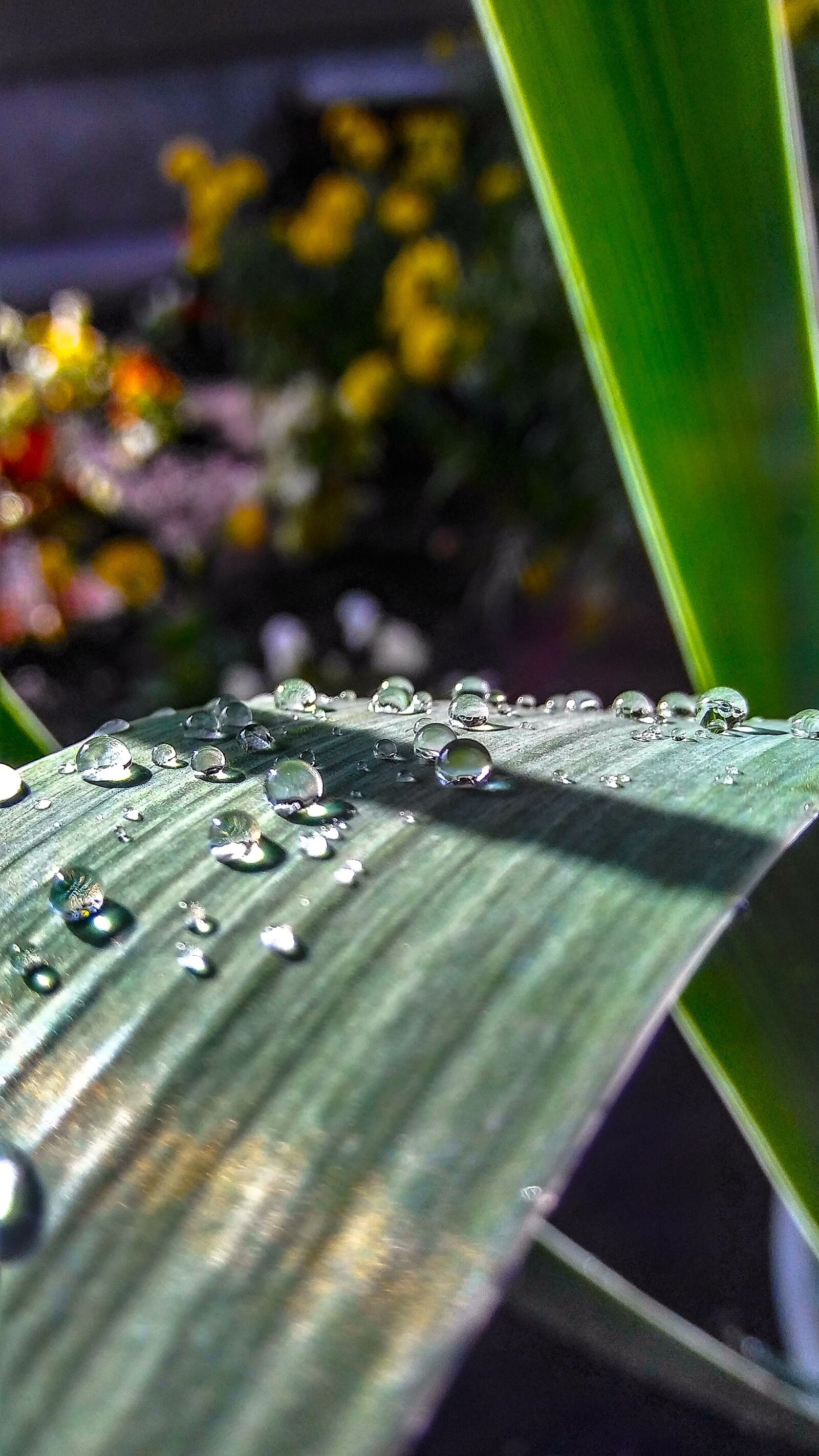 LG STYLO 2 PLUS sample photo. Droplets, nature, leaf photography