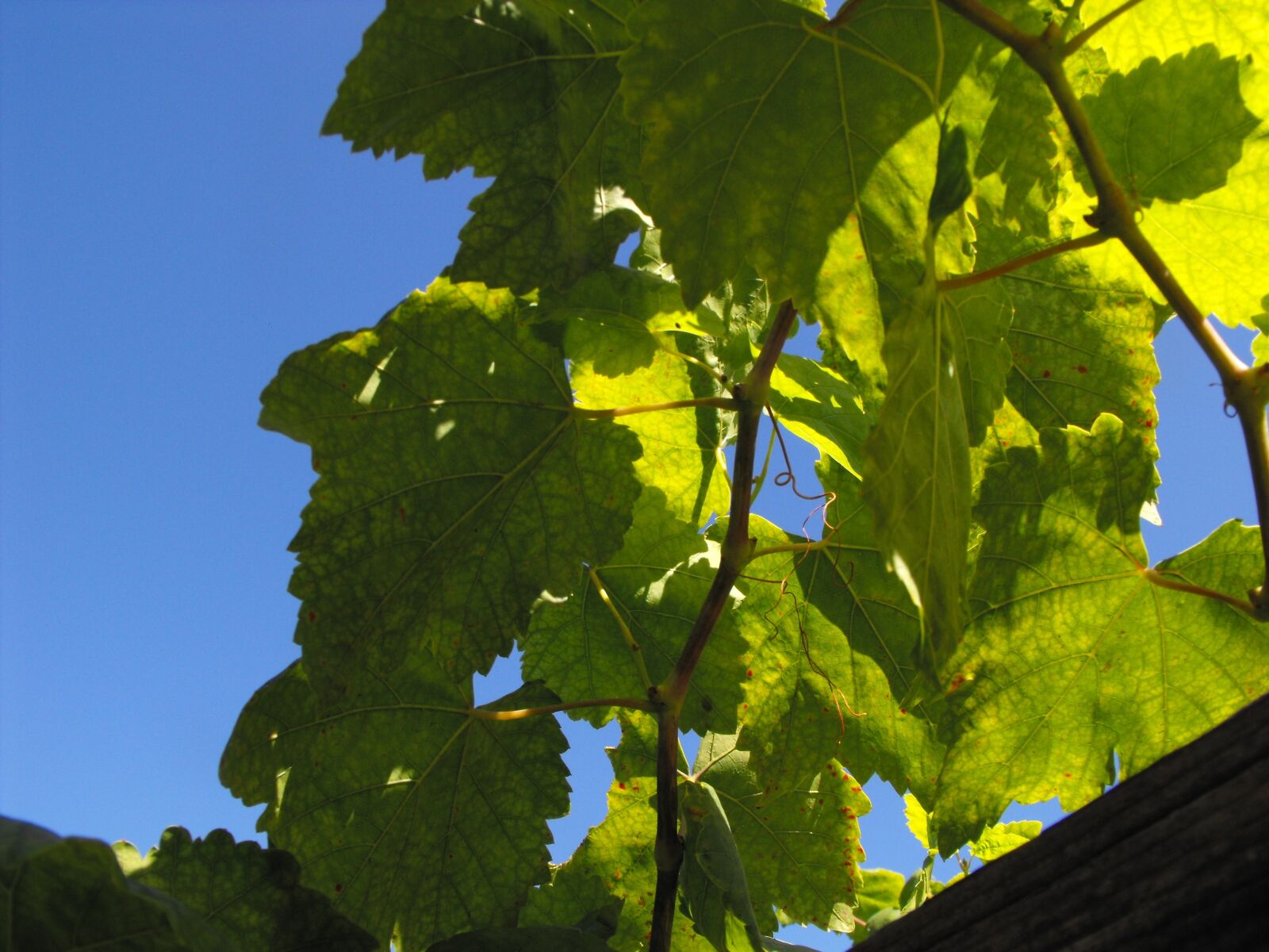 Fujifilm FinePix S1000fd sample photo. Grape, leaves, vine photography