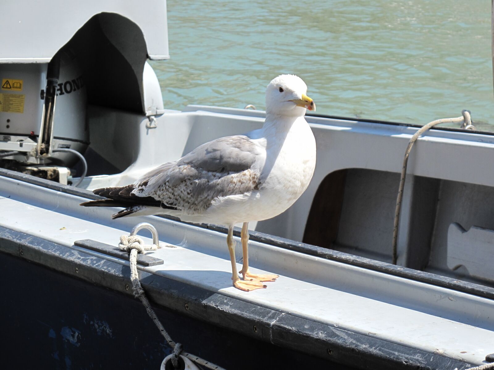 Canon PowerShot G10 sample photo. Seagull, bird, animal photography