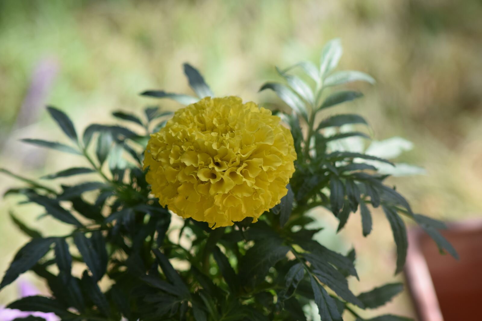 Nikon D5300 sample photo. Iraq, diyala, nature photography
