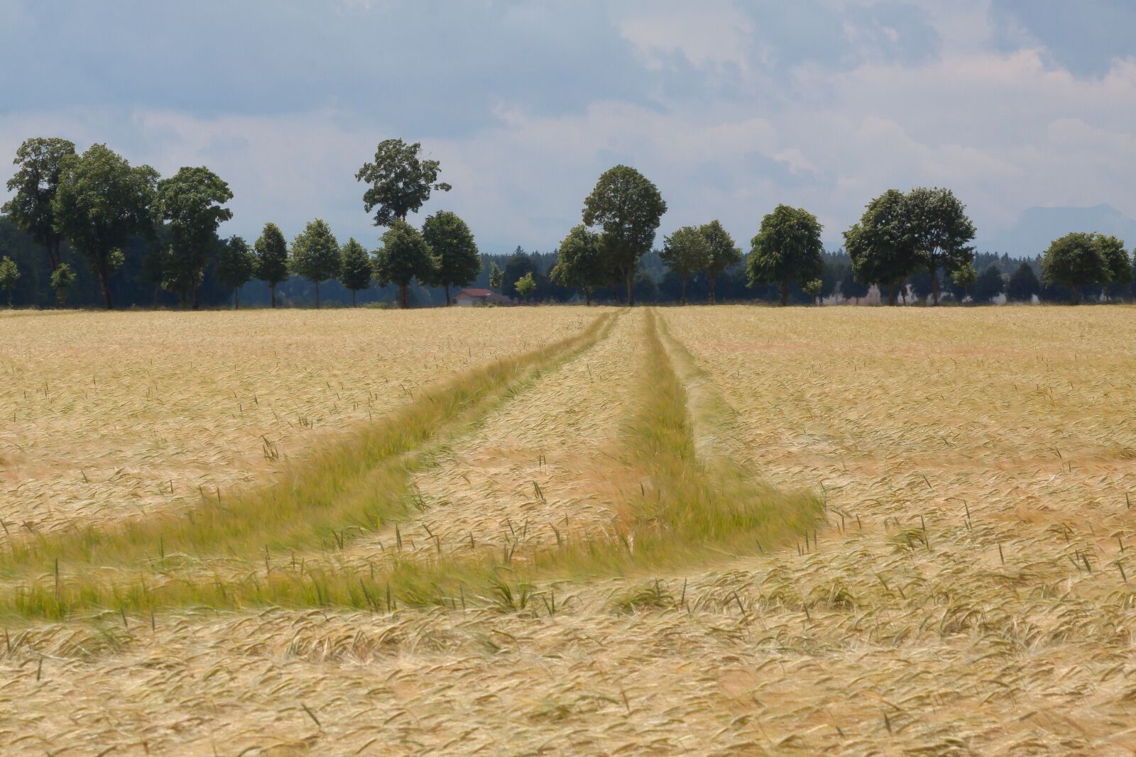 Canon EOS 50D sample photo. Cornfield, field, nature photography