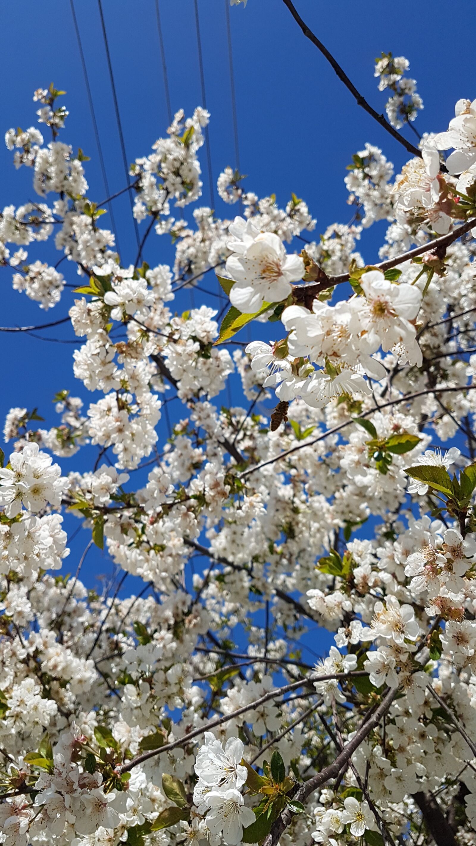 Samsung Galaxy S7 Edge sample photo. Spring, krasnodarskiy kray, cherry photography