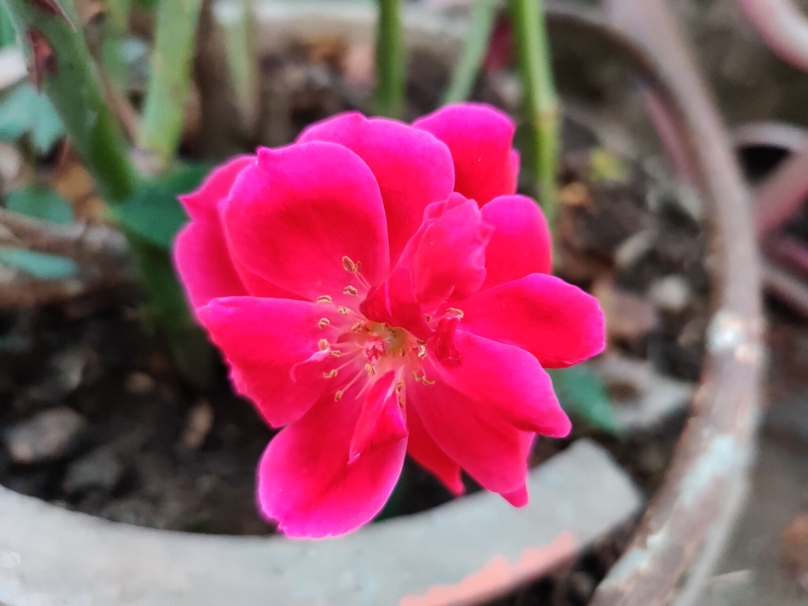 OnePlus HD1901 sample photo. Rose, pink rose, flowers photography