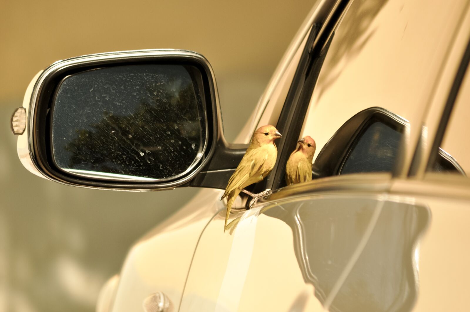 Nikon D5000 sample photo. Canario land, sicalis, canario photography