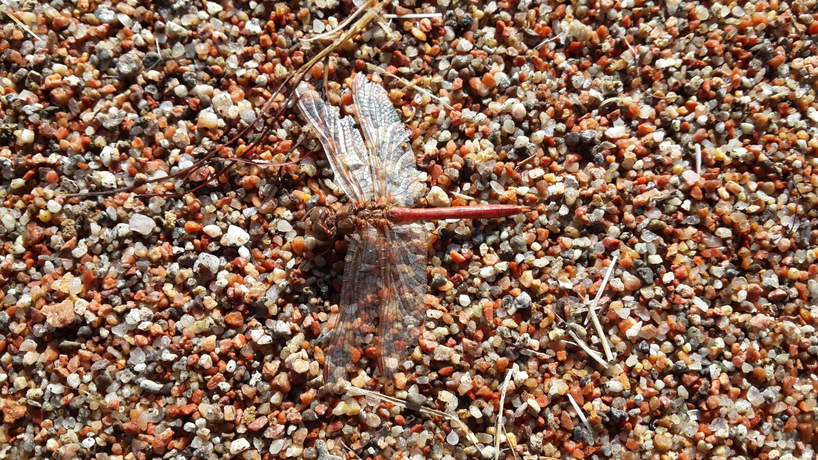 Samsung Galaxy S4 sample photo. Dragonfly, sand, beach photography