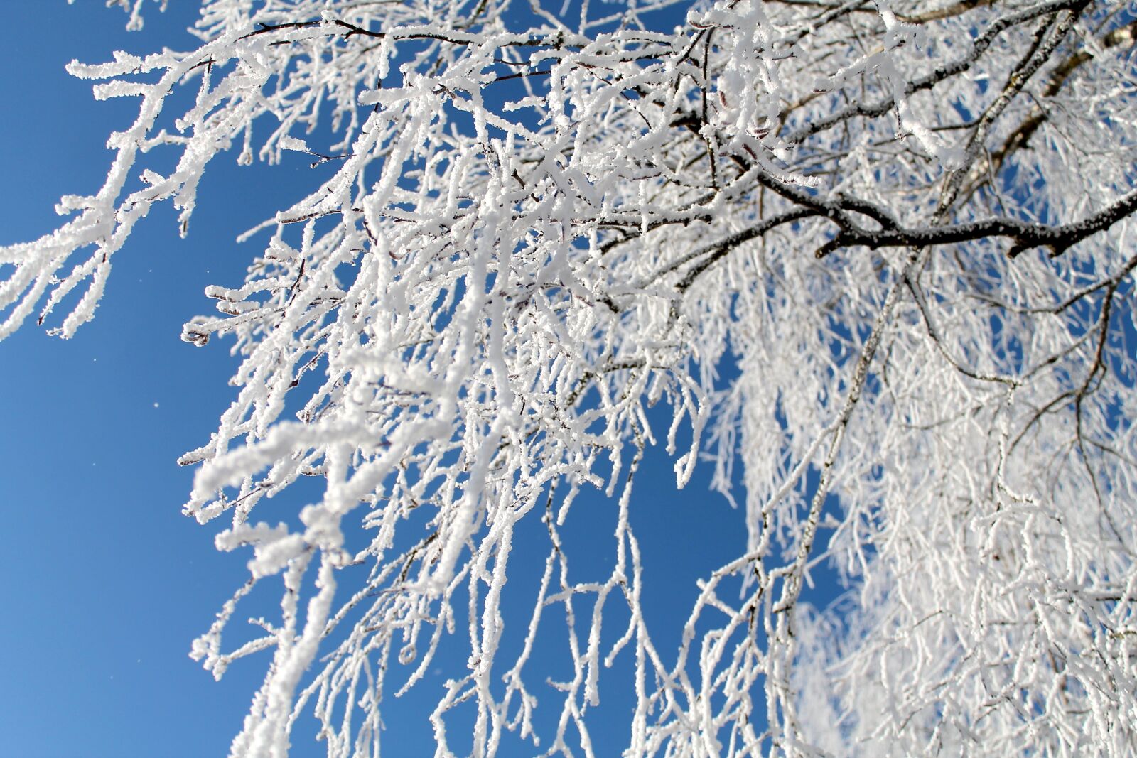 Canon EOS 1100D (EOS Rebel T3 / EOS Kiss X50) sample photo. Winter, tree, ice photography
