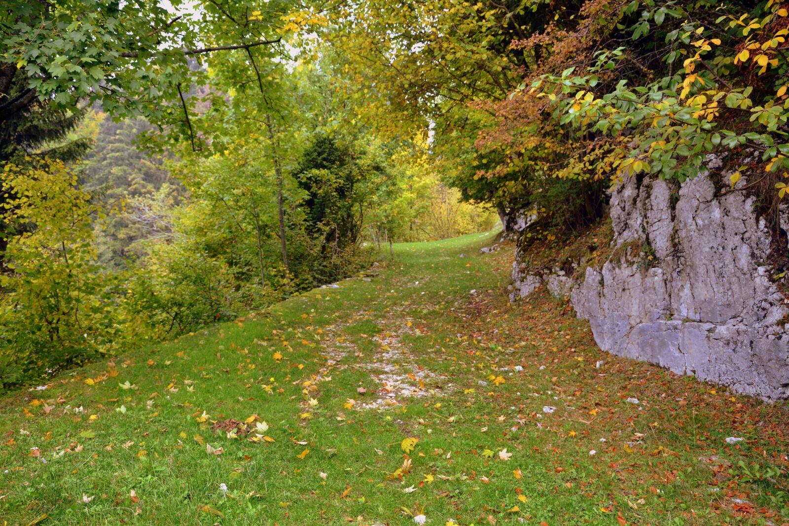 Nikon D7100 sample photo. Trail, grass, trees photography