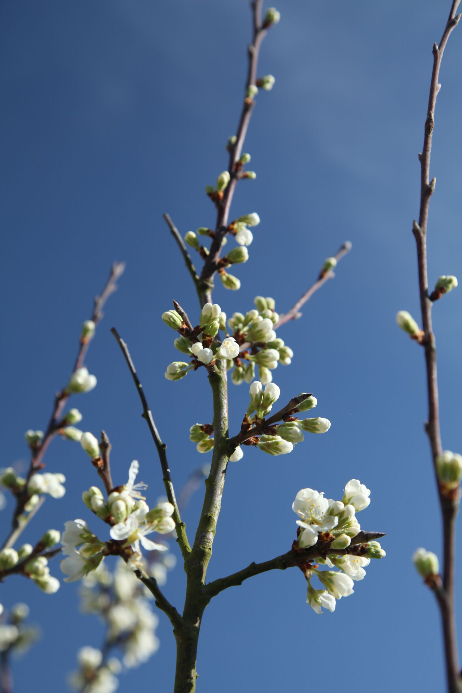 Canon EOS 5D Mark II sample photo. Damson tree, spring, blossom photography