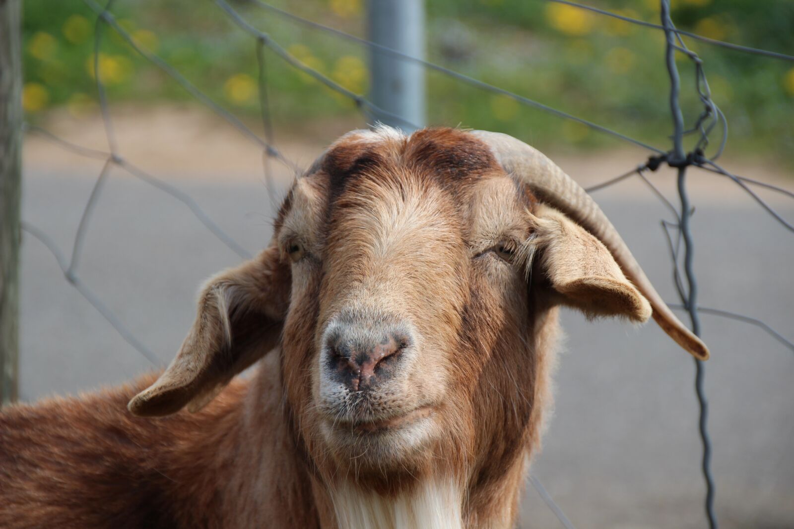 Canon EOS 600D (Rebel EOS T3i / EOS Kiss X5) sample photo. Billy goat, goat, horns photography
