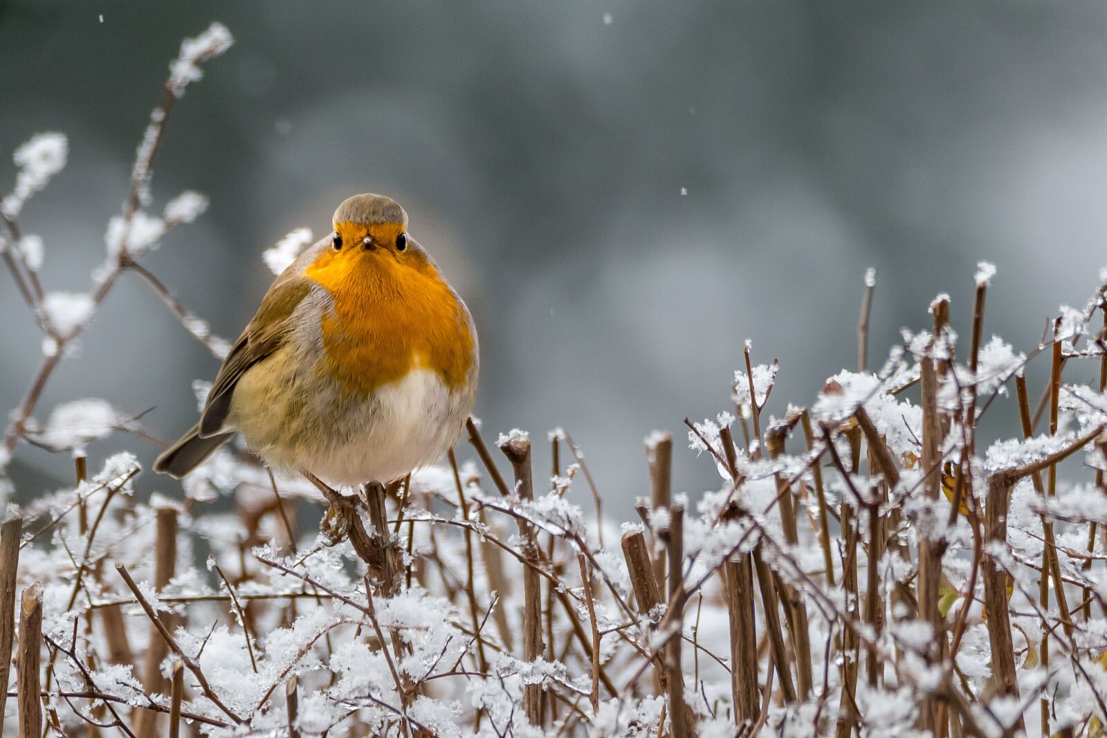 Nikon D500 sample photo. Robin, winter, songbird photography