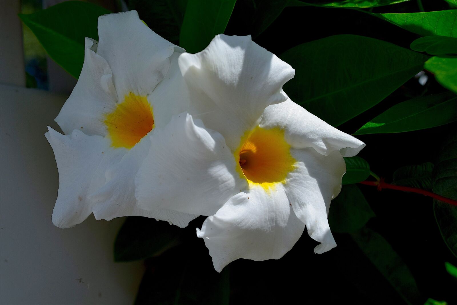 Nikon D3300 sample photo. Flower, white, petals photography