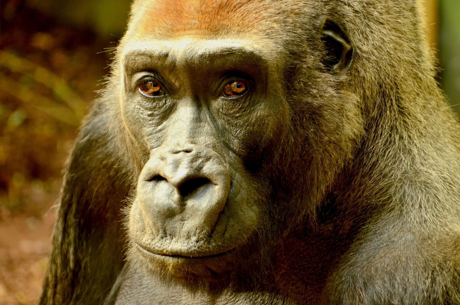 Nikon D5100 sample photo. Adult, animal, ape photography