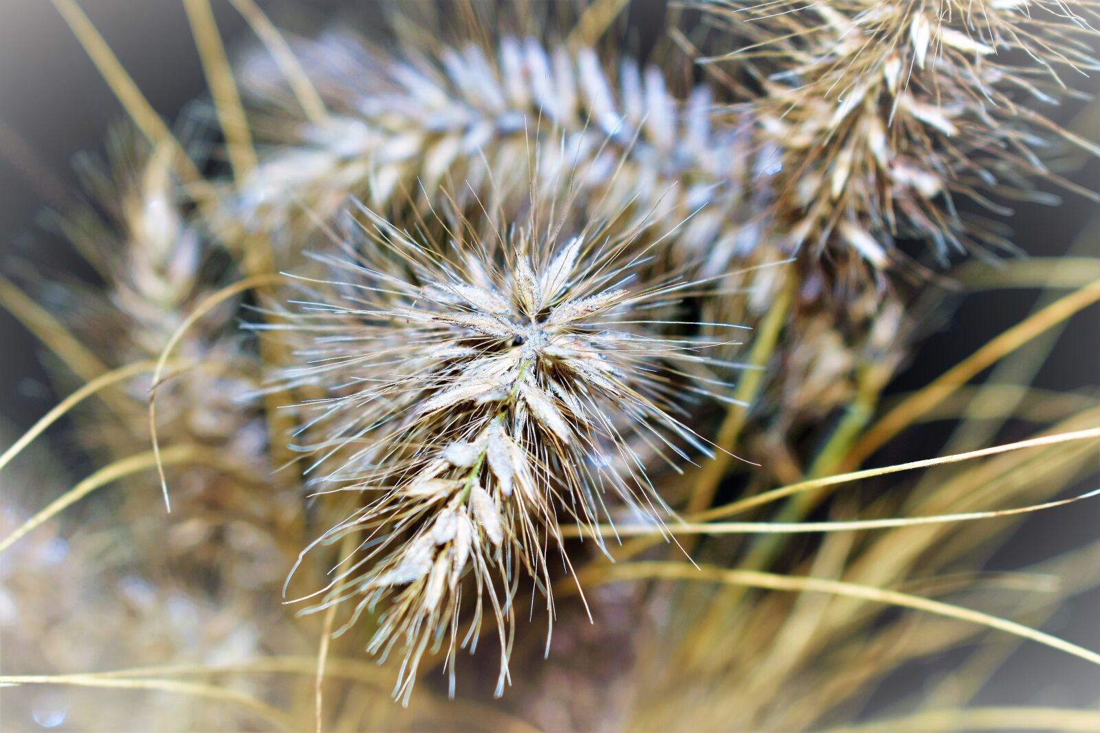 Nikon D5500 sample photo. Grass, ripe, nature photography