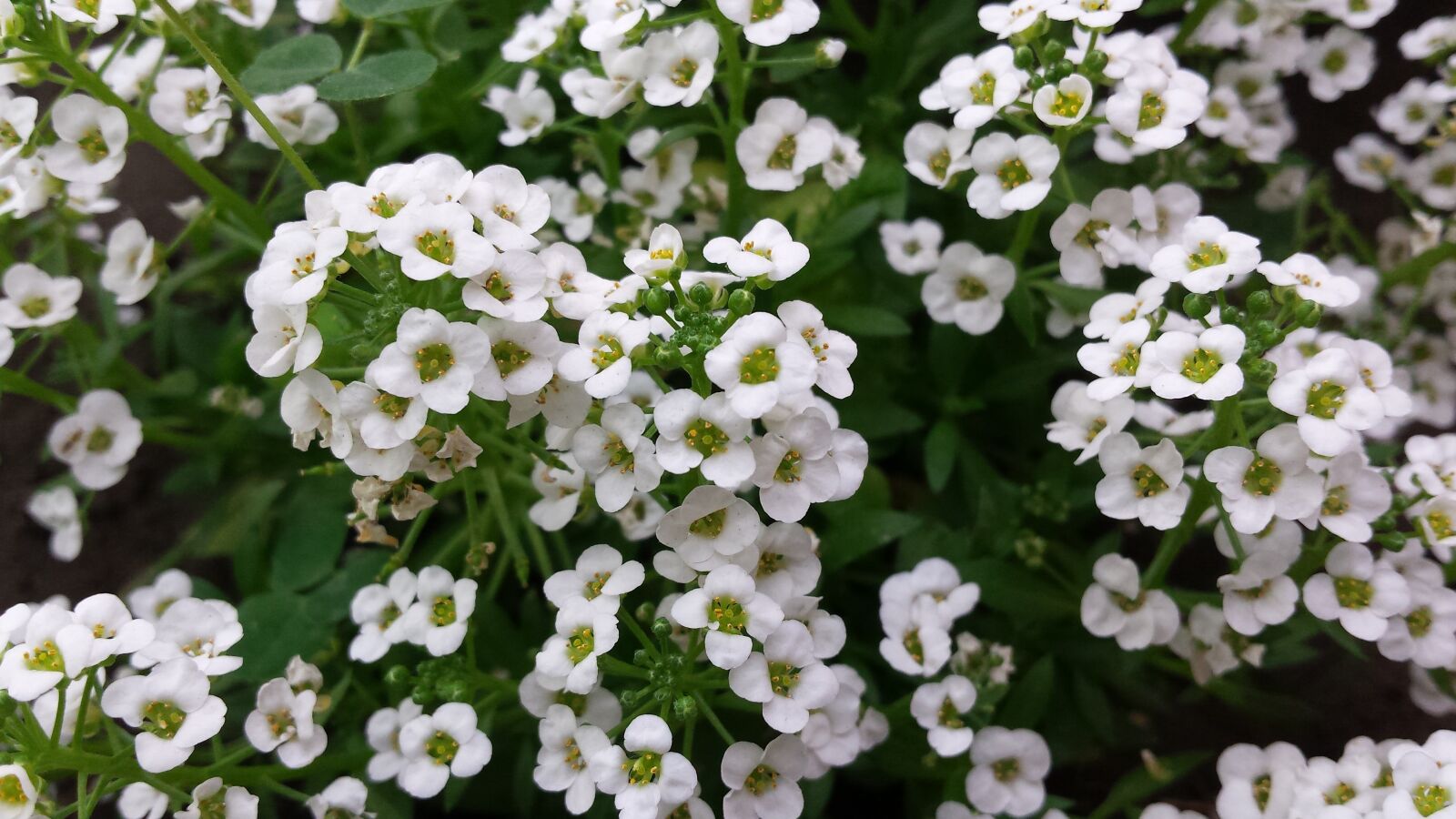 Samsung Galaxy S4 sample photo. Flowers, white flowers, bouquet photography