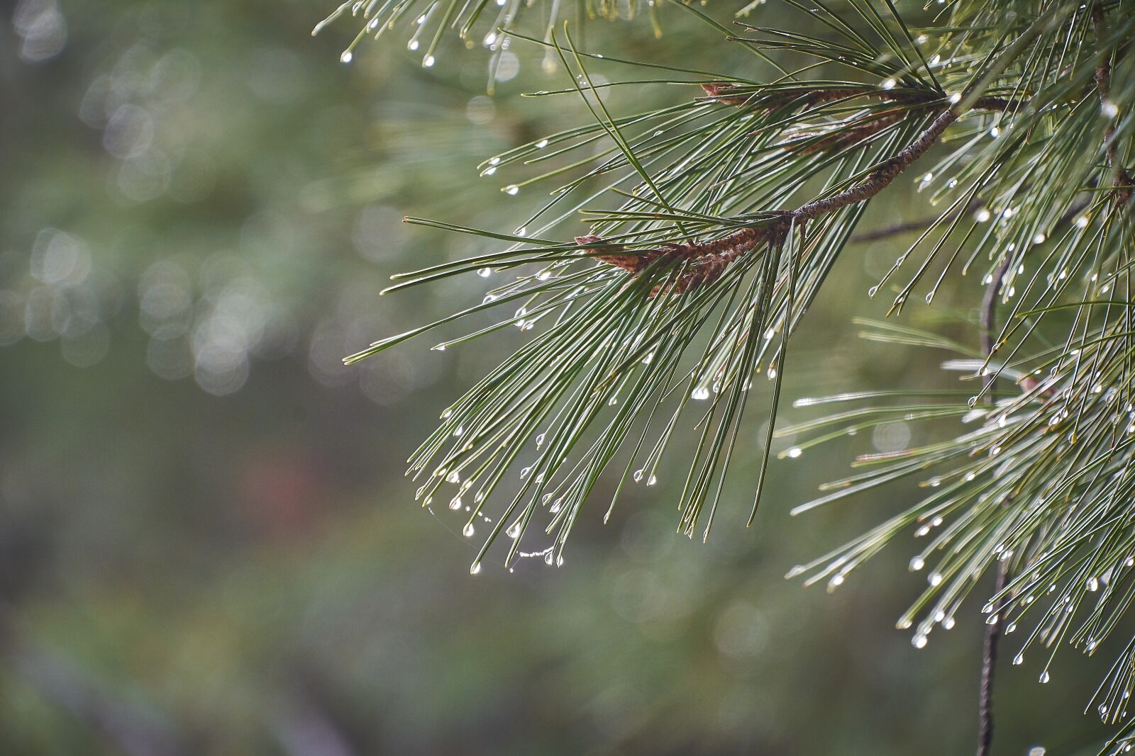 Nikon D7200 sample photo. Drops of water, moisture photography