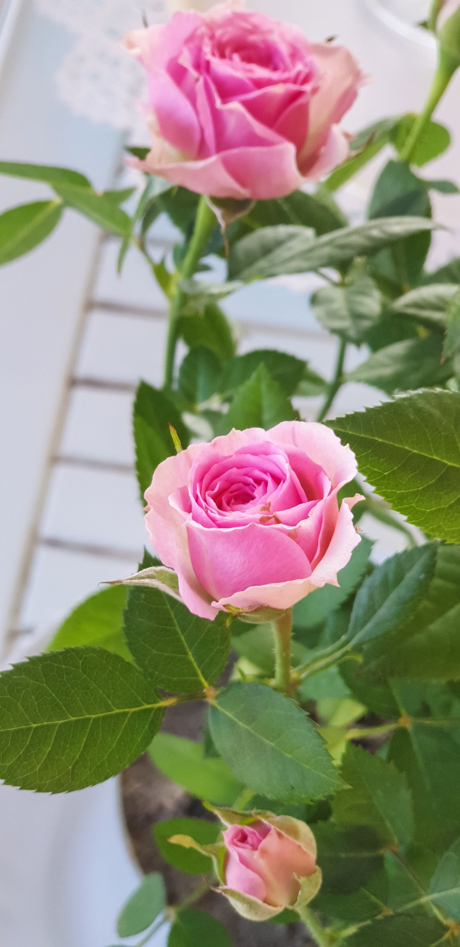 Samsung SM-N960F sample photo. Rose, pink roses, flower photography