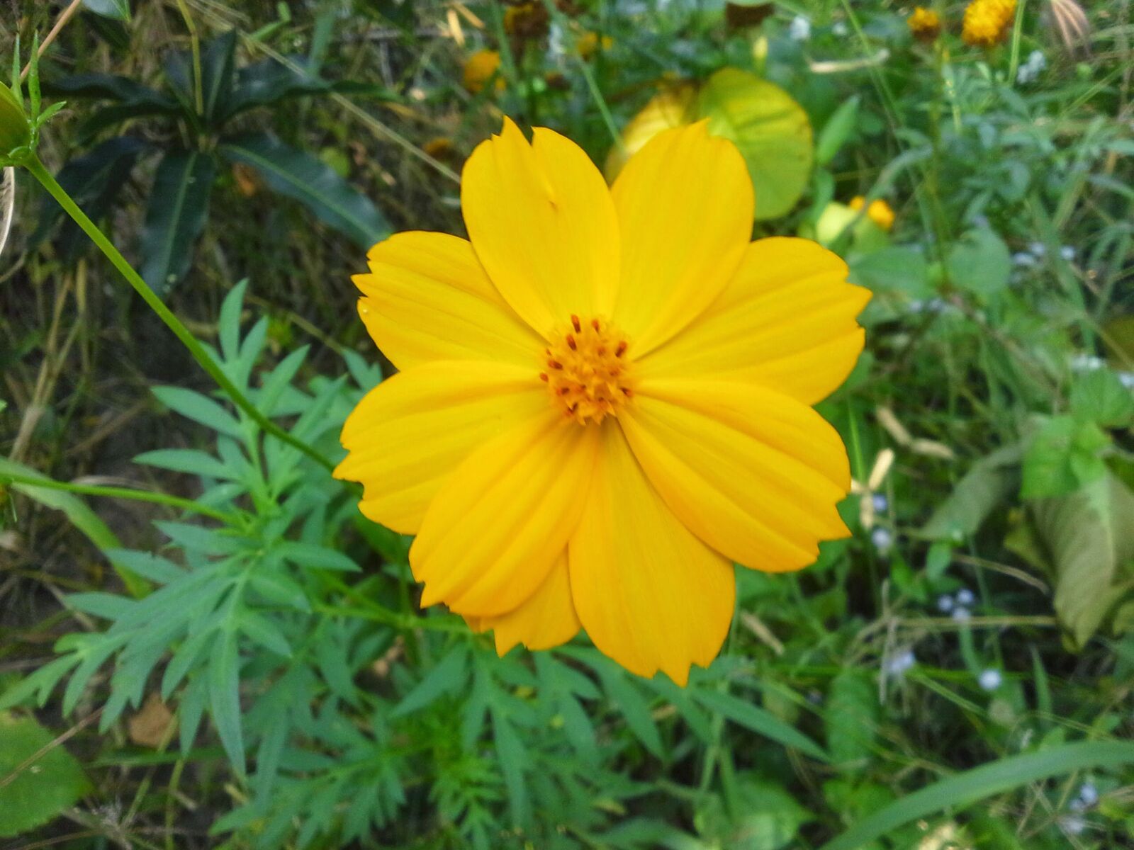 Samsung Galaxy Note 10.1 sample photo