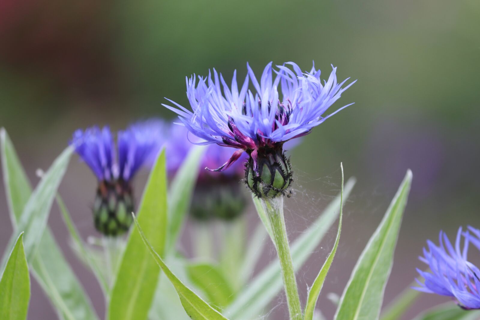 Canon EOS 200D (EOS Rebel SL2 / EOS Kiss X9) sample photo. Cornflower, cyanus segetum, blue photography