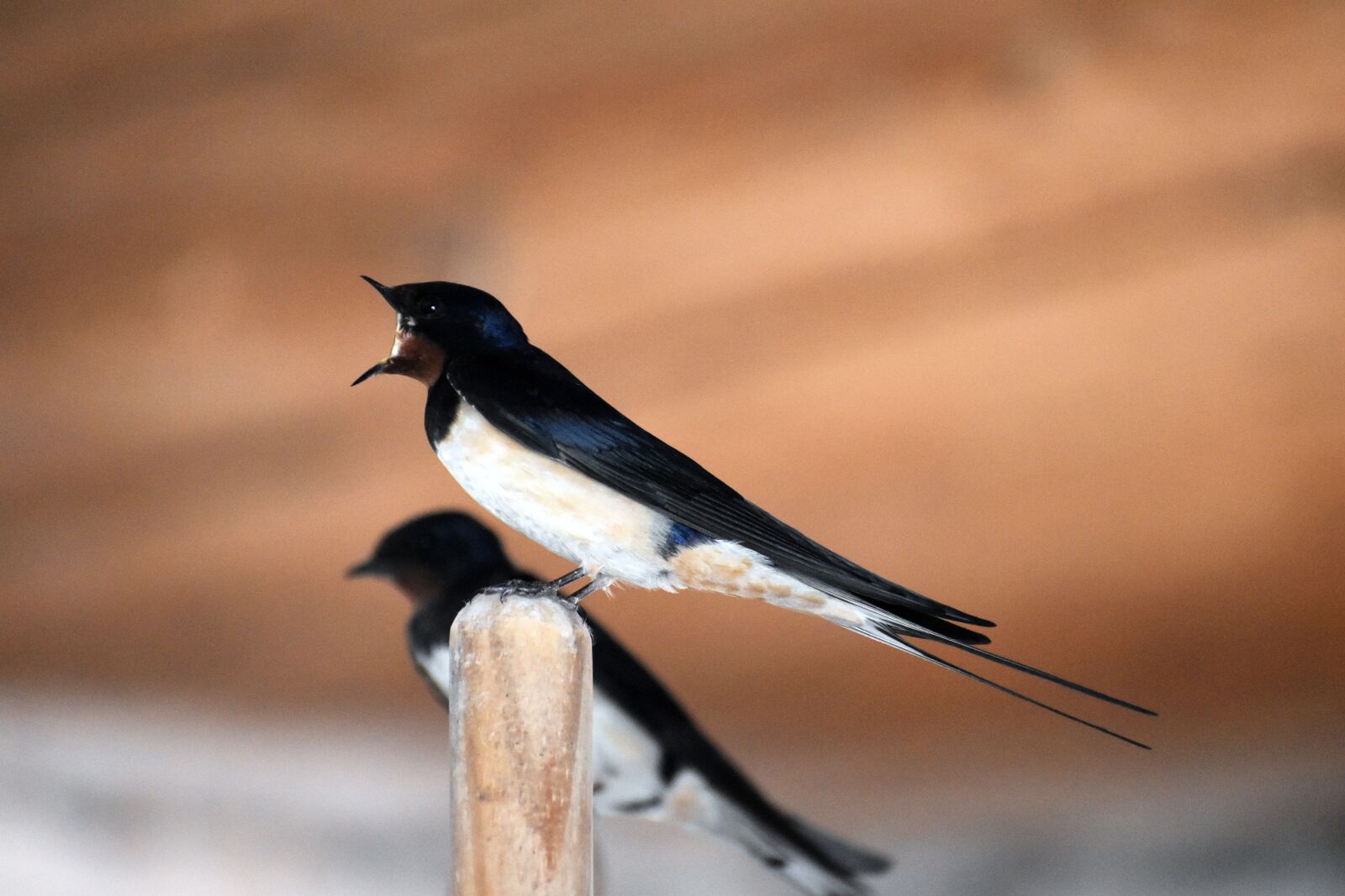 Nikon D3500 sample photo. Barn swallow, schwalbe, barn photography