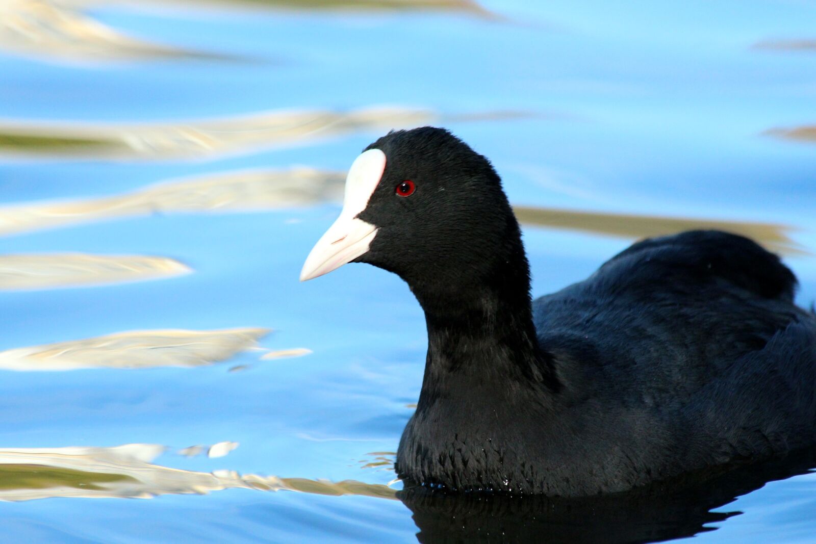 Canon EOS 650D (EOS Rebel T4i / EOS Kiss X6i) sample photo. Coot, fulica atra, bird photography