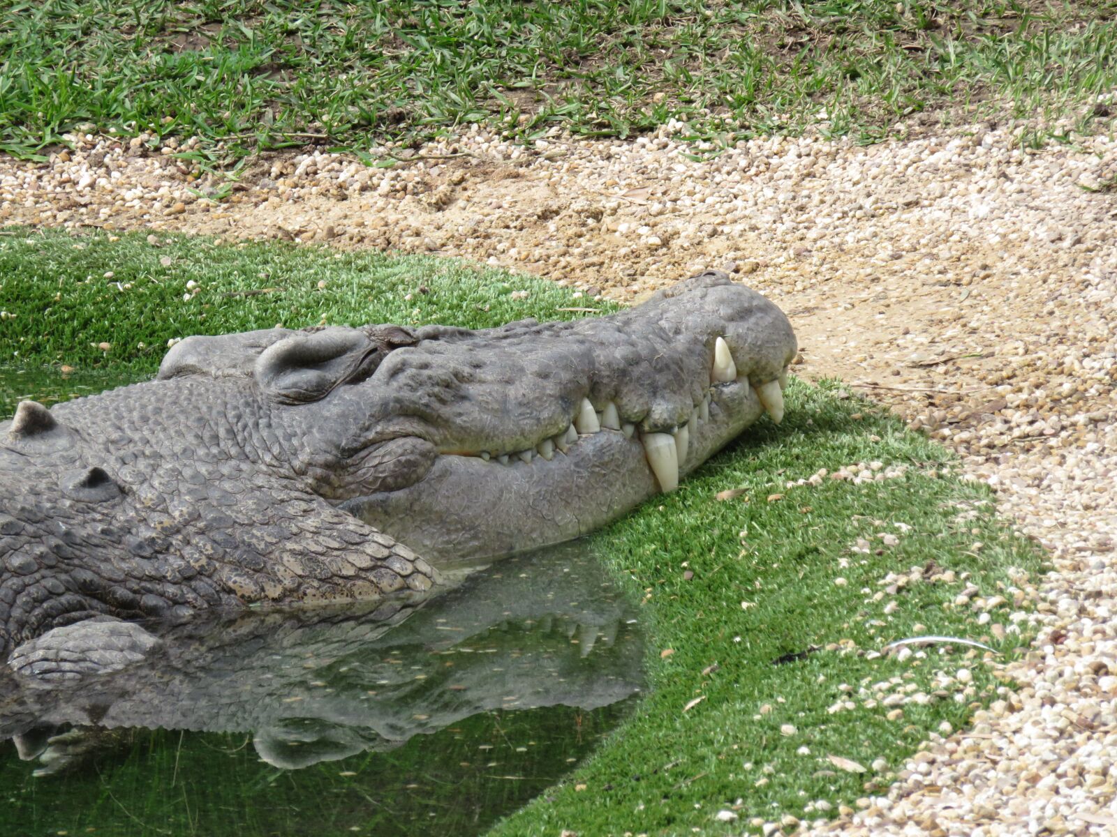 Canon PowerShot SX700 HS sample photo. Crocodile, smile, animal photography