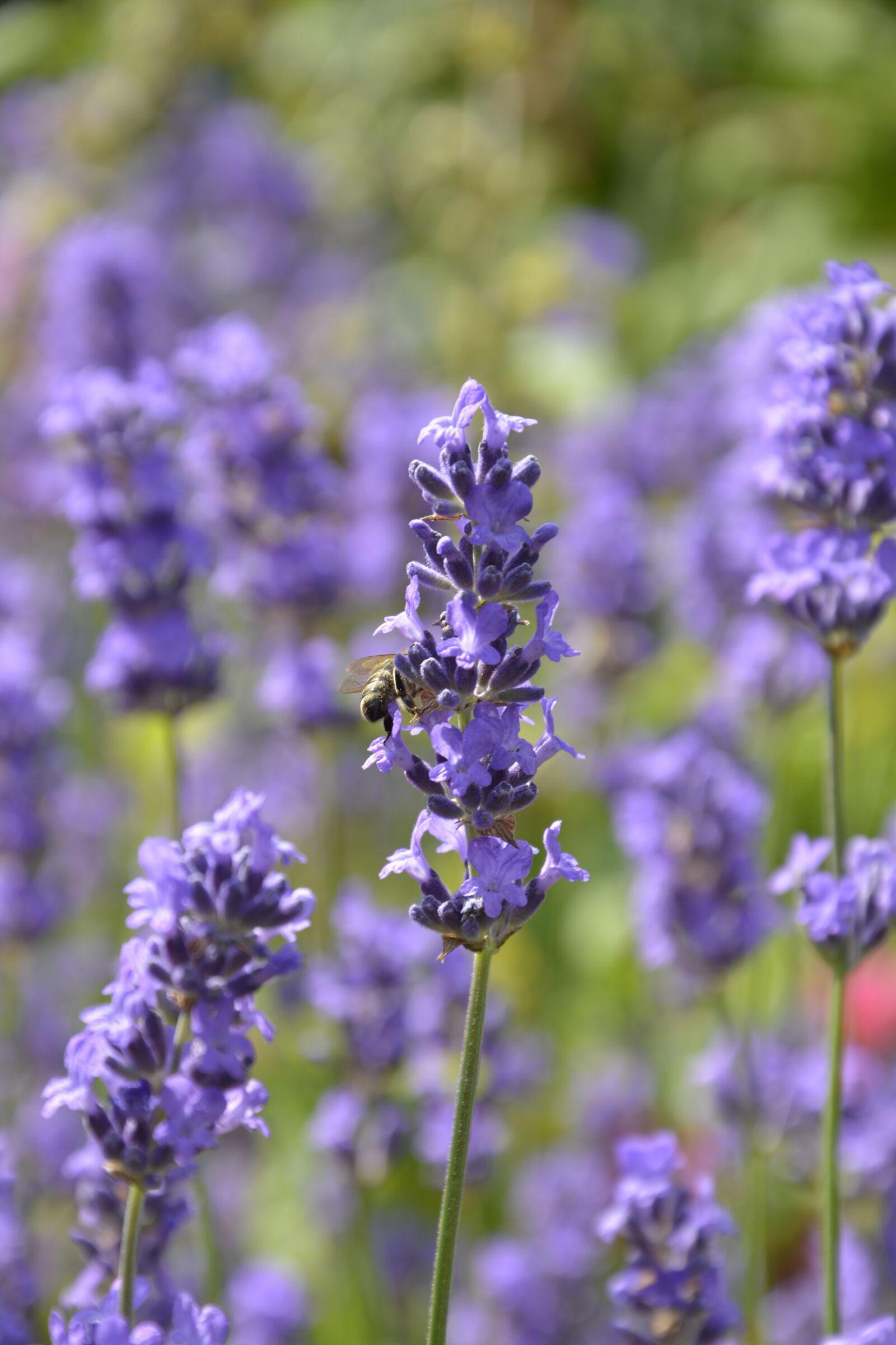 Nikon D5200 sample photo. Flower, nature, plant photography