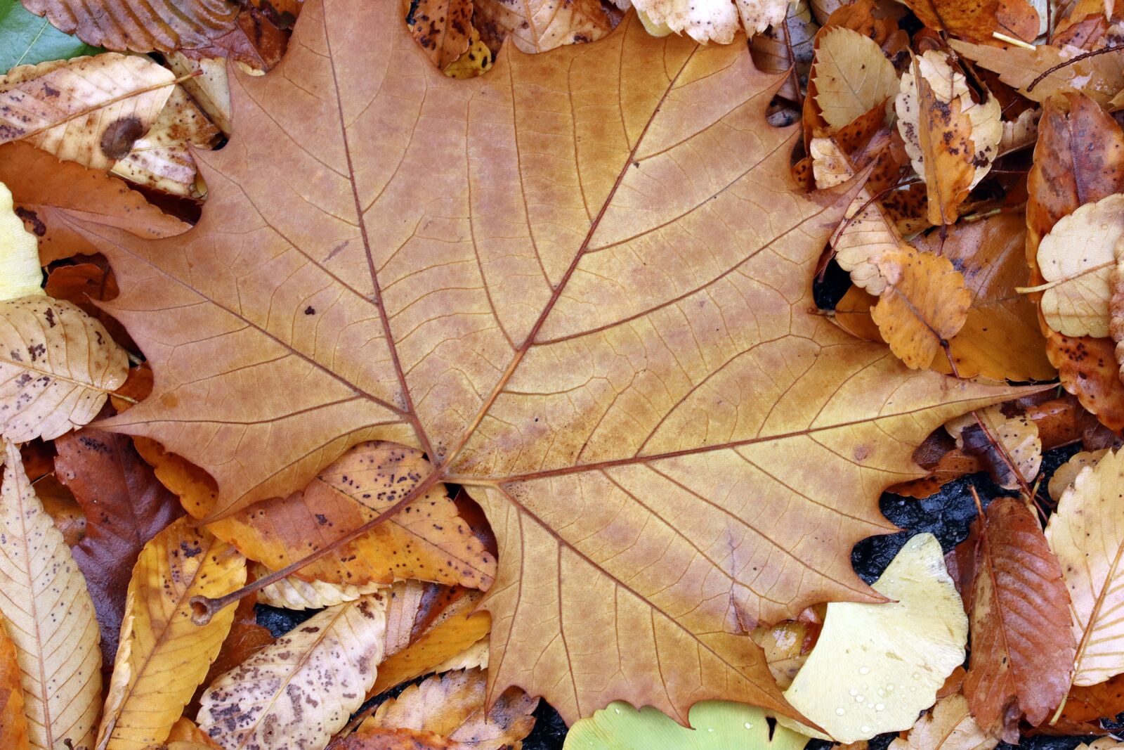Canon EOS 800D (EOS Rebel T7i / EOS Kiss X9i) sample photo. Autumn leaves, maple, autumn photography