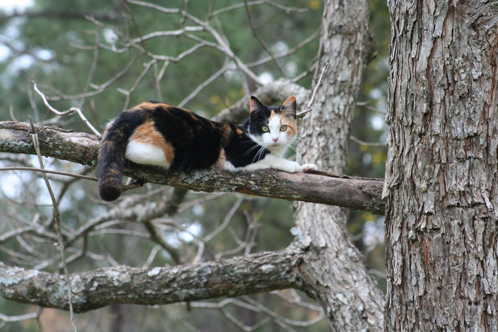 Canon EOS 350D (EOS Digital Rebel XT / EOS Kiss Digital N) sample photo. Cat, tree photography