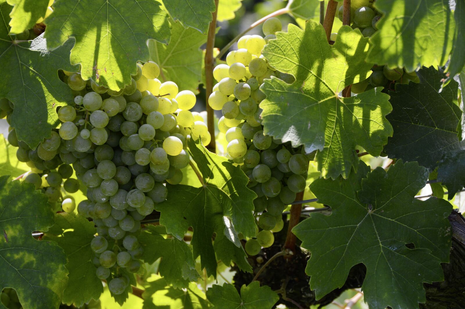 Nikon D3200 sample photo. Grapes, winegrowing, vine photography