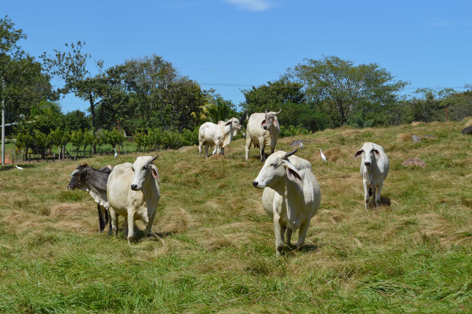Nikon D3200 sample photo. Animal husbandry, cow, livestock photography